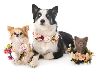 Obraz premium Yakutian Laika and chihuahua