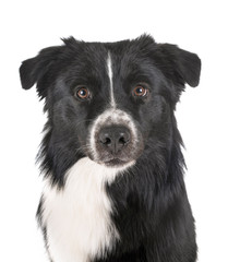 australian shepherd in studio