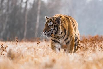 Plakat Siberian Tiger running in snow. Beautiful, dynamic and powerful photo of this majestic animal. Set in environment typical for this amazing animal. Birches and meadows