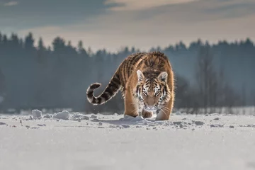Sibirischer Tiger, der in Schnee läuft. Schönes, dynamisches und kraftvolles Foto dieses majestätischen Tieres. In einer Umgebung, die typisch für dieses erstaunliche Tier ist. Birken und Wiesen © vaclav
