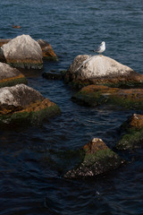 Seagull on rocks
