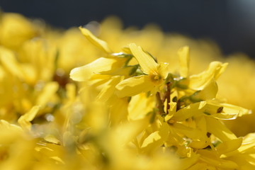 Easter tree (Forsythia) - yellow bush flowering in Spring time. Macro with soft focus and blurred background