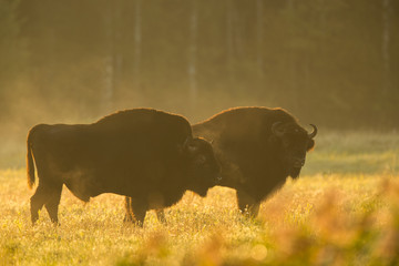 European bison - Bison bonasus in the Knyszyn Forest (Poland) © szczepank