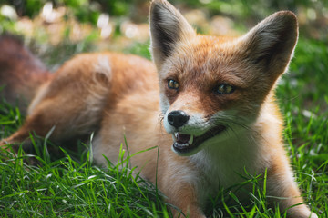 Cute red fox resting in the grass