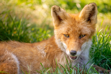 Cute red fox resting in the grass