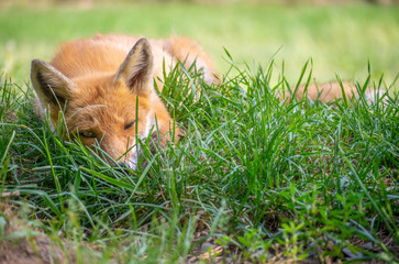 Naklejka na ściany i meble Very cute sleeping red fox sleeping in the grass