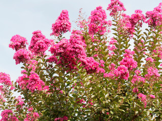 Lagerstroemia indica rose fuchsia - Lilas d'été rose fuchsia. Superbe arbuste ornemental aux panicules florales de coloris varié, rose clair, pourpre ou carmin, feuillage vert foncé.