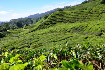 View of a landscape and the tea fields