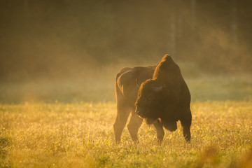 European bison - Bison bonasus in the Knyszyn Forest (Poland) © szczepank