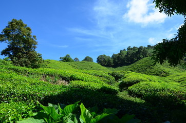 Fototapeta na wymiar View of a landscape and the tea fields