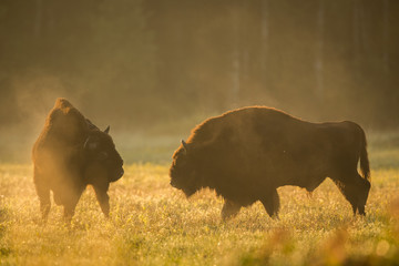 European bison - Bison bonasus in the Knyszyn Forest (Poland) © szczepank