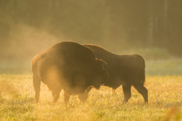 European bison - Bison bonasus in the Knyszyn Forest (Poland) © szczepank