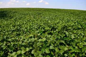 Fototapeta na wymiar green soybeans field at summer day