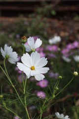 コスモス