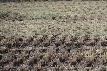 刈られた田んぼとセキレイ