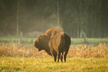 European bison - Bison bonasus in the Knyszyn Forest (Poland) © szczepank