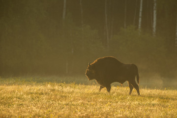European bison - Bison bonasus in the Knyszyn Forest (Poland) © szczepank