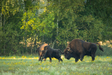 European bison - Bison bonasus in the Knyszyn Forest (Poland) © szczepank
