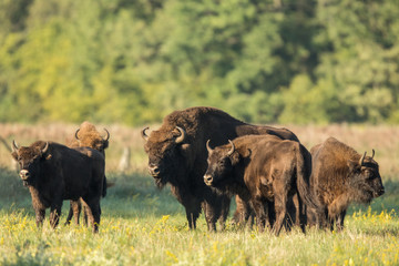 European bison - Bison bonasus in the Knyszyn Forest (Poland)