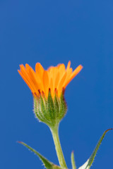 Fiore giallo selvatico