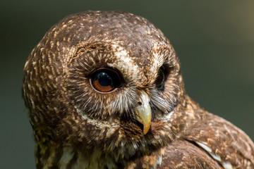 Close up head and shoulders of a Mottled Owl (Ciccaba virgata) Bird of Prey