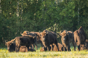 European bison - Bison bonasus in the Knyszyn Forest (Poland) © szczepank
