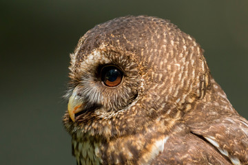 Close up head and shoulders of a Mottled Owl (Ciccaba virgata) Bird of Prey