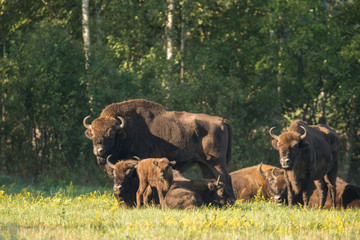 European bison - Bison bonasus in the Knyszyn Forest (Poland) © szczepank