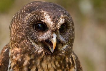 Close up head and shoulders of a Mottled Owl (Ciccaba virgata) Bird of Prey