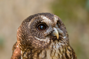 Close up head and shoulders of a Mottled Owl (Ciccaba virgata) Bird of Prey
