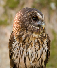 Close up head and shoulders of a Mottled Owl (Ciccaba virgata) Bird of Prey