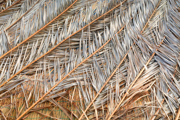 Rivestimento con palme secche