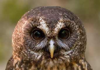 Close up head and shoulders of a Mottled Owl (Ciccaba virgata) Bird of Prey