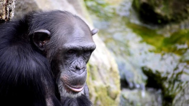 The chimpanzee (Pan troglodytes), also known as the common chimpanzee, robust chimpanzee, or simply "chimp", is a species of great ape native to the forests and savannahs of tropical Africa