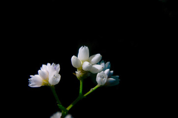 Naklejka na ściany i meble Flowers white in the forest in Thailand