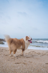 Shepherd dog playing on the beach