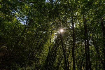 Fototapeta na wymiar Sun filtering through leaves in a forest