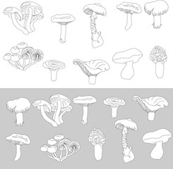 Set of forest mushrooms. Contour black and white sketch. Pale grebe, morel, chanterelle, honey agarics and porcini mushroom. Vector illustration