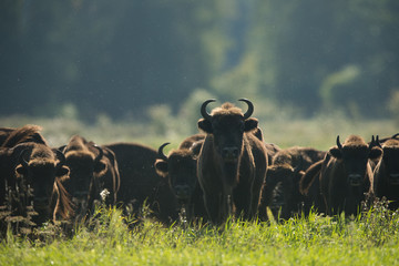 European bison - Bison bonasus in the Knyszyn Forest (Poland) © szczepank