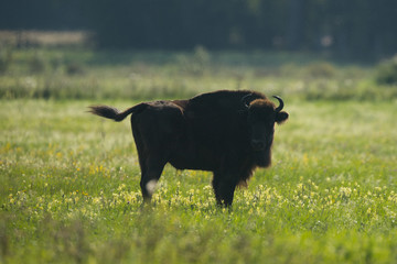 European bison - Bison bonasus in the Knyszyn Forest (Poland) © szczepank