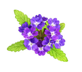 Purple verbena flowers and leaves