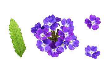 Set of purple verbena flowers and leaves
