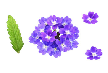 Set of purple verbena flowers and leaves