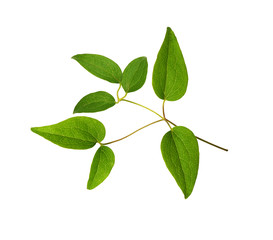 Fototapeta premium Green clematis leaves