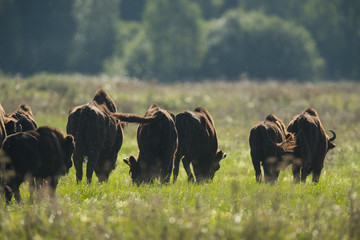 European bison - Bison bonasus in the Knyszyn Forest (Poland) © szczepank