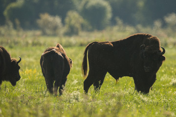 European bison - Bison bonasus in the Knyszyn Forest (Poland) © szczepank