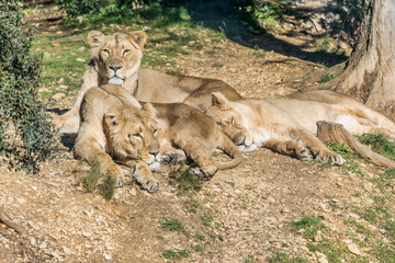 Lions d'Asie.
