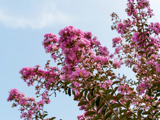 Lilas d'été rose fuchsia ou lilas des Indes  |  Lagerstroemia indica rose fuchsia