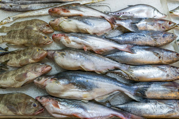 Numerous of raw fish at seafood stall in marketplace