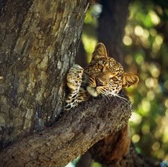 A leopard in savannah in botswana